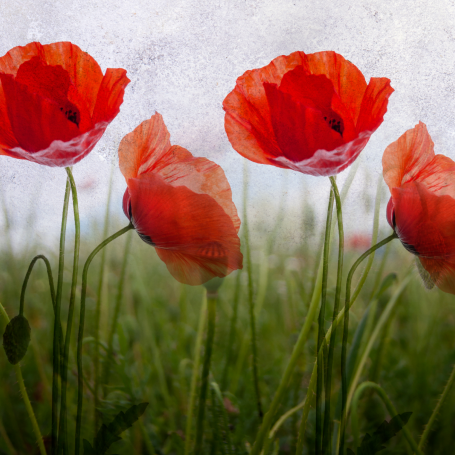 AnzacDay