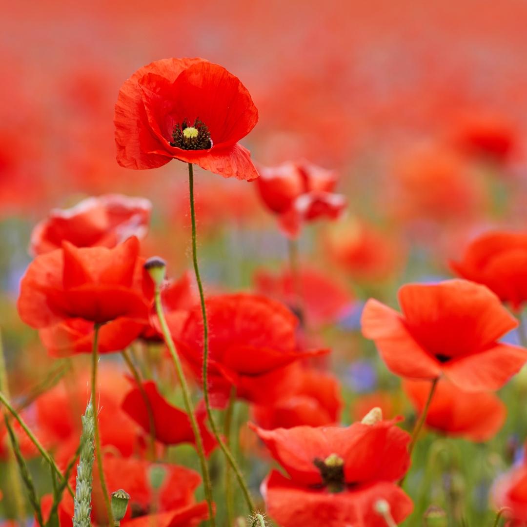 Anzac Day The Pines opening hours 2026